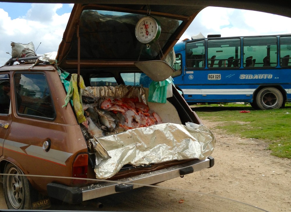 Bogotá Fish in Trunk