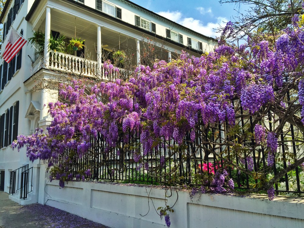 Bougainvillea on Meeting Street  in Charleston.